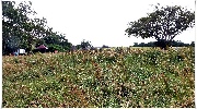 binz_19_0551.jpg