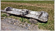 binz_19_0576.jpg