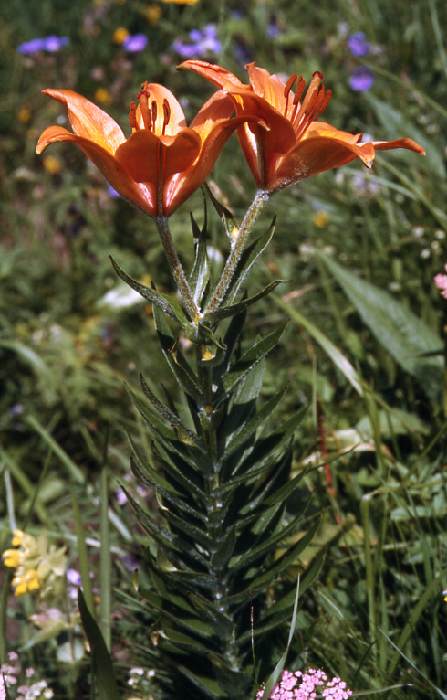 dolomiten_86_246.jpg