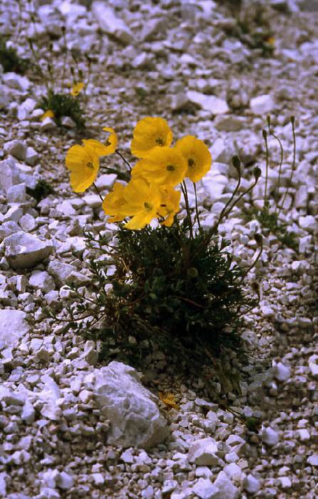 dolomiten_86_581.jpg