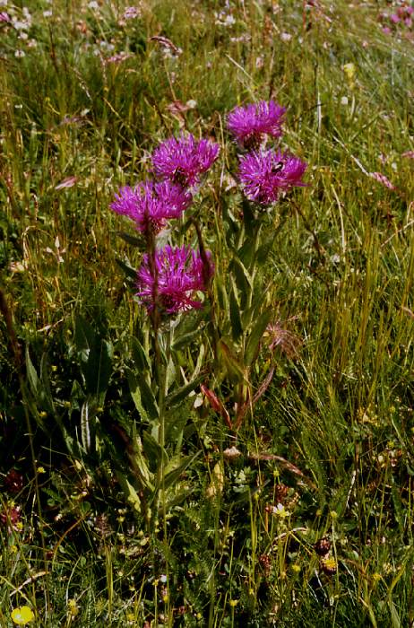 dolomiten_86_596.jpg