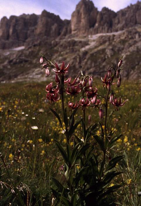 dolomiten_86_616.jpg