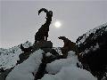 pitz_09_00241.jpg